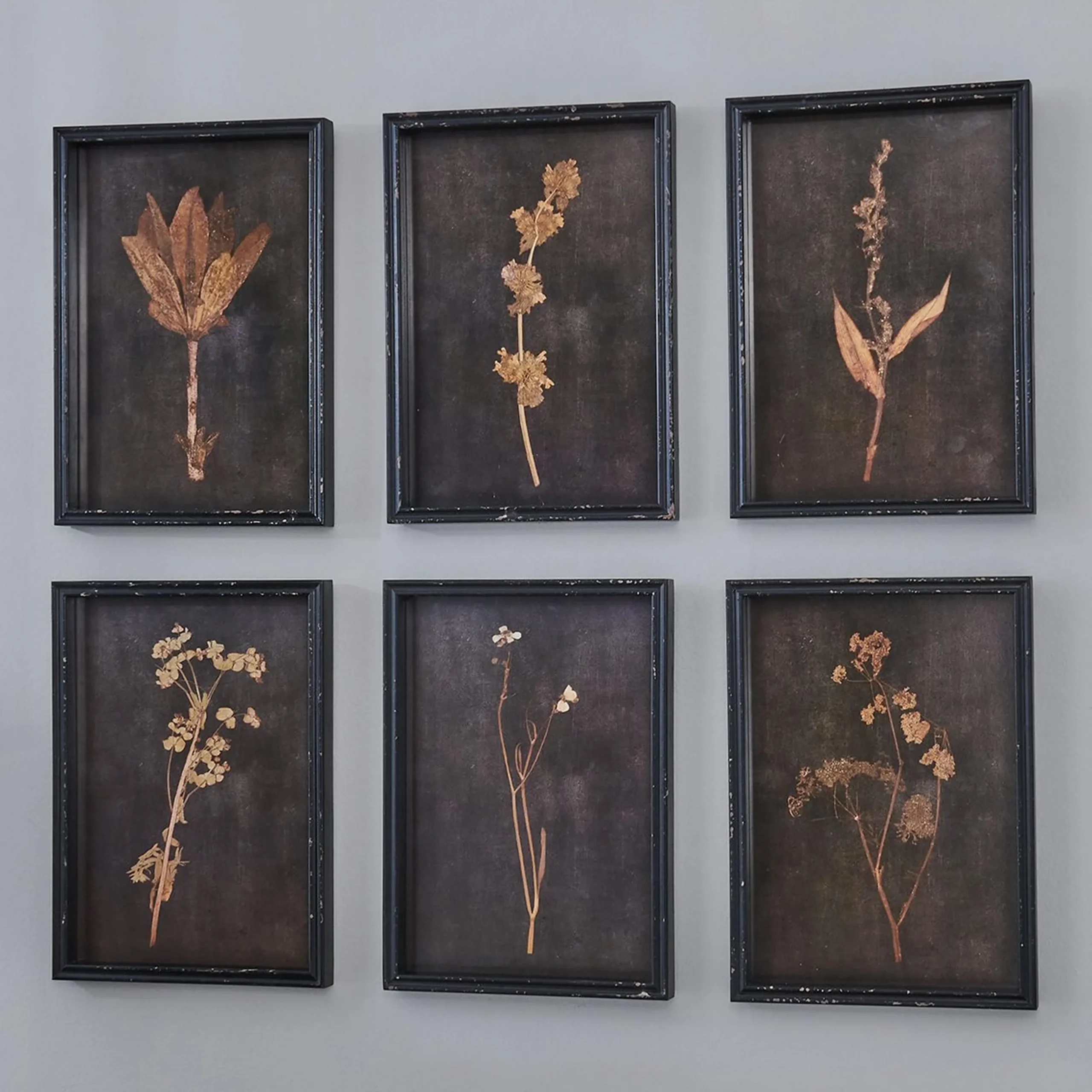 Botanica Noir Prints - Set of 6