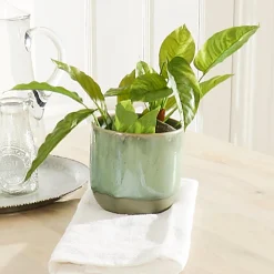 Marbled Pot