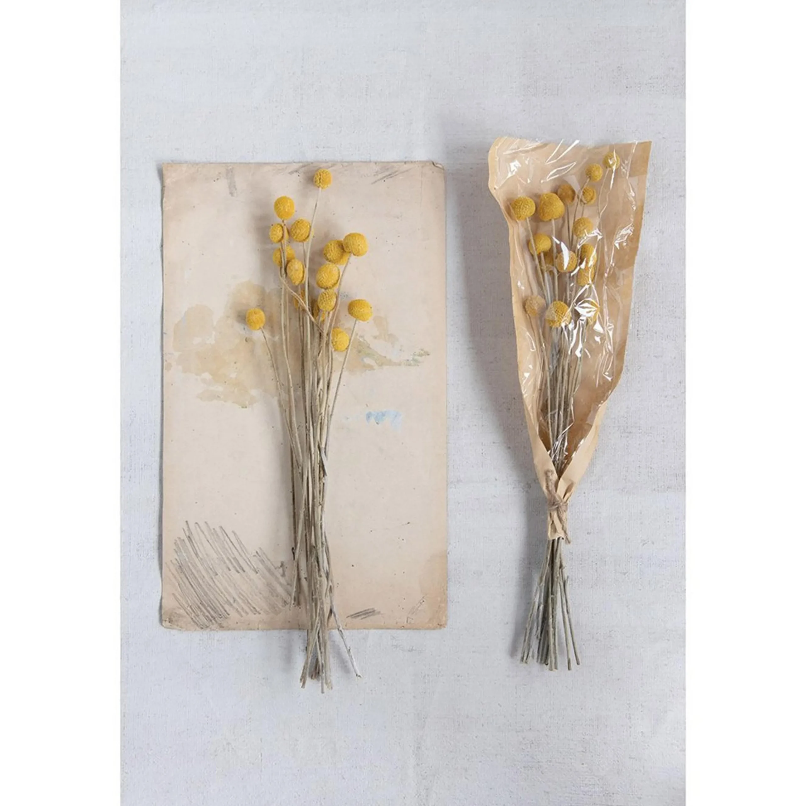 Preserved Natural Craspedia Bunch